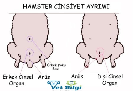 Hamster Cinsiyet Ayrımı