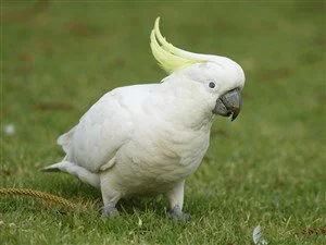 Beyaz Papağan