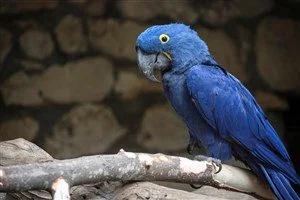 Mavi Papağan