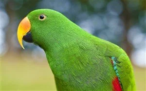 Yeşil Papağan