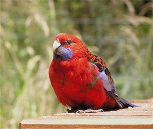 Koyu Kırmızı Rozella Papağanı