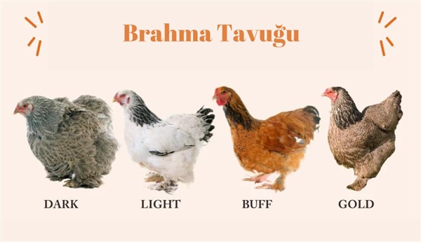 Brahma Tavuğu Çeşitleri