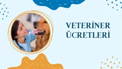 Veteriner Ücretleri